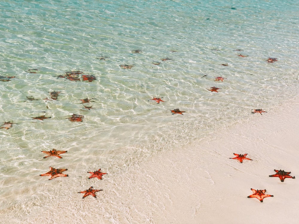 Starfish Beach in Phu Quoc is famous for its clear water and colorful starfish